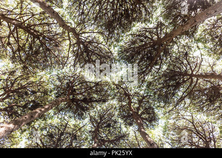 Fitta foresta di conifere texture Foto Stock