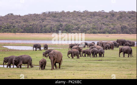 Sri Lanka (elefanti Elephas maximus maximus) in Minneriya National Park, Sri Lanka Foto Stock