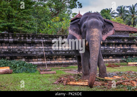Elefante incatenato davanti il tempio della Sacra Reliquia del Dente, Kandy, Sri Lanka Foto Stock