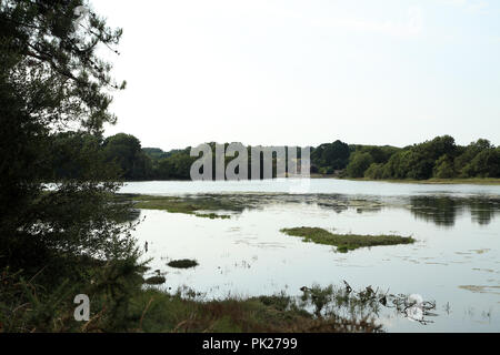 Vista di Riviere du Vincin a bassa marea dal sentiero Tour du Golfe, Conleau, Vannes, Morbihan, in Bretagna, Francia Foto Stock
