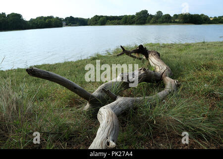 Vista di Riviere du Vincin a bassa marea dal sentiero Tour du Golfe, Conleau, Vannes, Morbihan, in Bretagna, Francia Foto Stock
