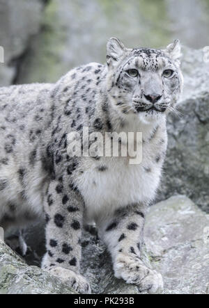 Una femmina di snow leopard si siede su una rupe di roccia presso lo Zoo di pietra in Stoneham, Massachusetts, STATI UNITI D'AMERICA. Foto Stock