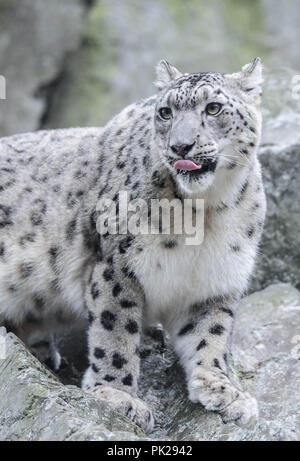 Una femmina di snow leopard si siede su una rupe di roccia presso lo Zoo di pietra in Stoneham, Massachusetts, STATI UNITI D'AMERICA. Foto Stock