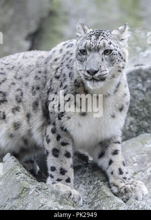 Una femmina di snow leopard si siede su una rupe di roccia presso lo Zoo di pietra in Stoneham, Massachusetts, STATI UNITI D'AMERICA. Foto Stock