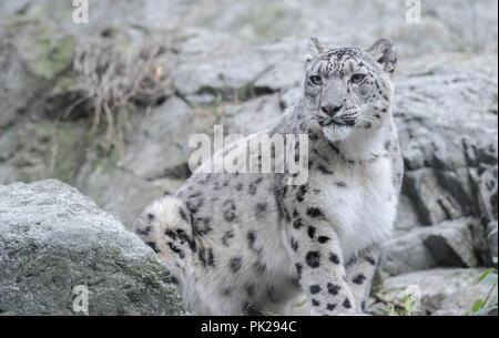 Una femmina di snow leopard si siede su una rupe di roccia presso lo Zoo di pietra in Stoneham, Massachusetts, STATI UNITI D'AMERICA. Foto Stock