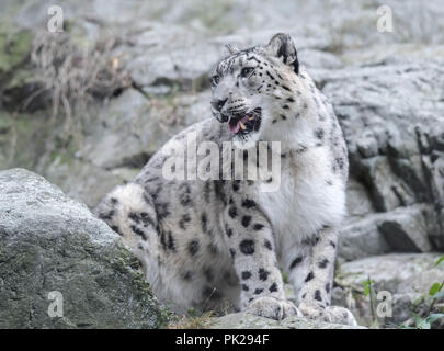 Una femmina di snow leopard si siede su una rupe di roccia presso lo Zoo di pietra in Stoneham, Massachusetts, STATI UNITI D'AMERICA. Foto Stock