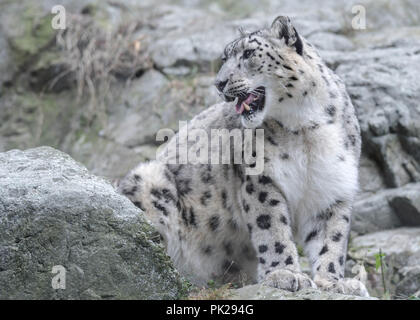 Una femmina di snow leopard si siede su una rupe di roccia presso lo Zoo di pietra in Stoneham, Massachusetts, STATI UNITI D'AMERICA. Foto Stock