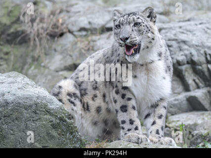 Una femmina di snow leopard si siede su una rupe di roccia presso lo Zoo di pietra in Stoneham, Massachusetts, STATI UNITI D'AMERICA. Foto Stock