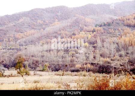 Zhangjiak, Zhangjiak, Cina. Undicesimo Sep, 2018. Zhangjiakou, CINA-autunno scenario di Bashang pascoli nel Zhangjiakou, nel nord della Cina di nella provincia di Hebei. Credito: SIPA Asia/ZUMA filo/Alamy Live News Foto Stock