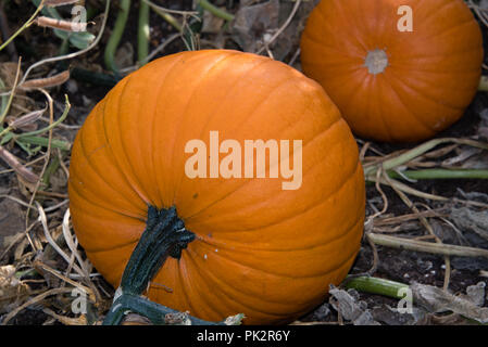 Questo anni raccolto di big orange zucche di Halloween lanterns cresciute da semi presi da ultimo anni produrre Foto Stock