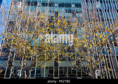 Sydney Australia, alberi con foglie di autunno con un vetro retrò edificio per uffici in background Foto Stock