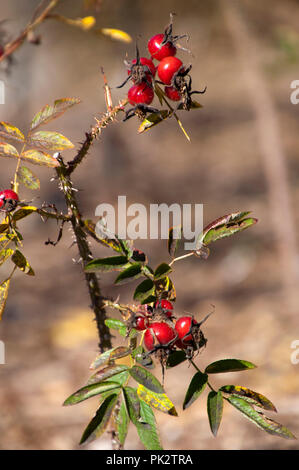 Sydney Australia, rosso, rosa canina su bush in inverno Foto Stock