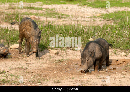 Eurasian maiale selvatico (Sus scrofa) - prendendo un fango bagno - Thailandia Sanglier Foto Stock