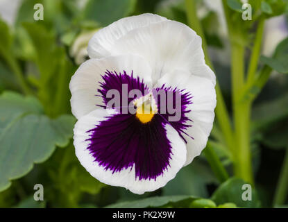 Unico fiore del hardy Pansy 'chiazza bianca" (Viola x wittrockiana) in autunno nel West Sussex, in Inghilterra, Regno Unito. Pansies. Foto Stock