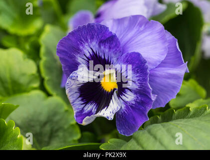 Unico fiore viola dell annuale Pansy "marina" (Viola x wittrockiana) in autunno nel West Sussex, Regno Unito. Pansies viola. Foto Stock