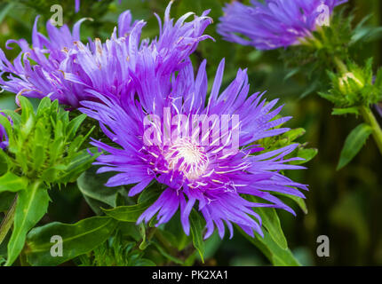 Fiordaliso viola-come il fiore del ardito perenne Stokesia Laevis 'viola ombrelloni' (AKA Stoke's aster) stabilimento di inizio autunno nel West Sussex, Regno Unito. Foto Stock