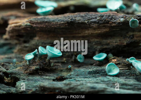 Green Elf Cup funghi, Chlorociboria aeruginascens, cresce su legno marcio e fotografati in studio. Il micelio dei funghi macchiano il legno blu-g Foto Stock