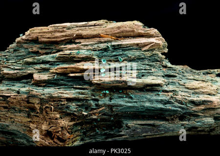 Green Elf Cup funghi, Chlorociboria aeruginascens, cresce su legno marcio e fotografati in studio. Il micelio dei funghi macchiano il legno blu-g Foto Stock