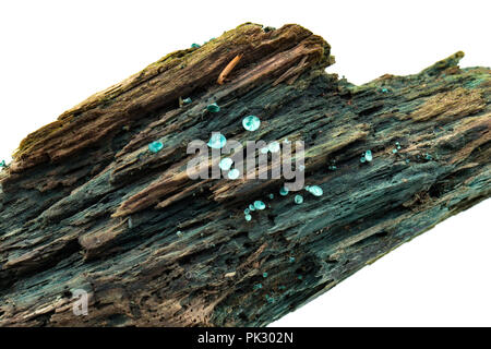 Green Elf Cup funghi, Chlorociboria aeruginascens, cresce su legno marcio e fotografati in studio. Il micelio dei funghi macchiano il legno blu-g Foto Stock