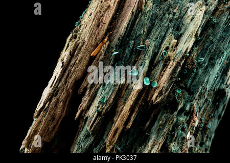 Green Elf Cup funghi, Chlorociboria aeruginascens, cresce su legno marcio e fotografati in studio. Il micelio dei funghi macchiano il legno blu-g Foto Stock