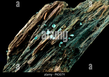 Green Elf Cup funghi, Chlorociboria aeruginascens, cresce su legno marcio e fotografati in studio. Il micelio dei funghi macchiano il legno blu-g Foto Stock