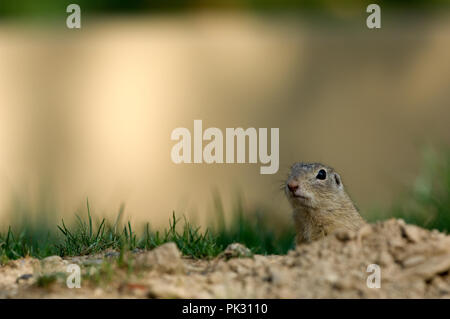 Souslik d'Europa - Spemophile d'Europa - Souslik europeo - terreno europeo scoiattolo - Spermophilus citellus Foto Stock