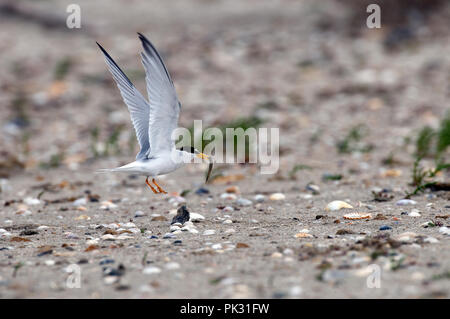 Fraticello (Sternula albifrons) battenti con pesce per l'offerta di Sterne naine Foto Stock