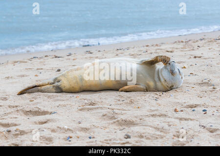 Sea Lion cuccioli rilassante sulla spiaggia a martello baia vicino a Clacton-on-Sea Foto Stock