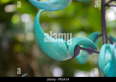 Jade Vine in un giardino in Guatemala Foto Stock