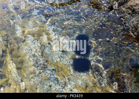 Subacquea colorato mondo di mare e ricci di nero nella calma, traslucido acqua su di una scogliera rocciosa Foto Stock