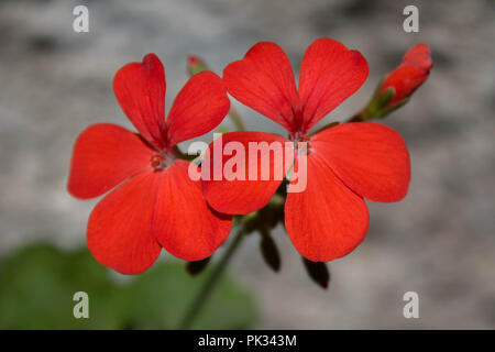 Rosso brillante fiore in un giardino di Antigua Foto Stock