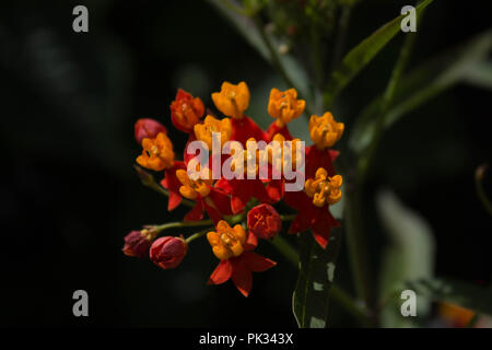 Il rosso e il giallo fiore in Antigua, Guatemala Foto Stock
