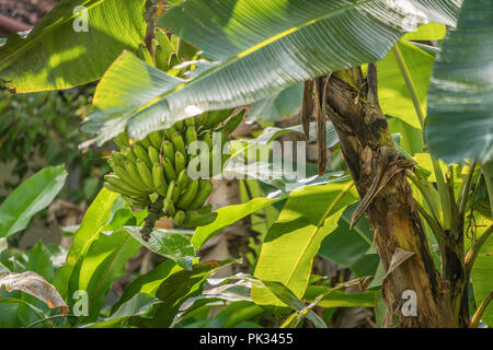 Albero di banana, Costa Rica Foto Stock