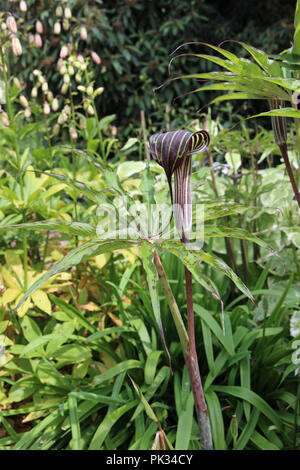Giglio di Cobra, Arisaema consanguineum, in fiore con uno sfondo di foglie della stessa pianta e di altra vegetazione sfocata in un giardino. Foto Stock