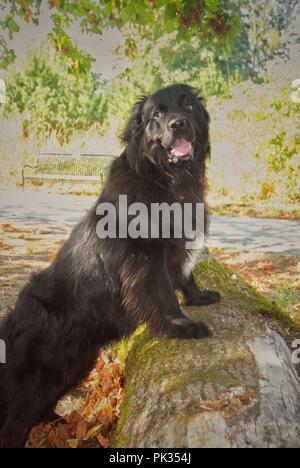 Cane di Terranova in piedi su un log in mezzo agli alberi. Foto Stock