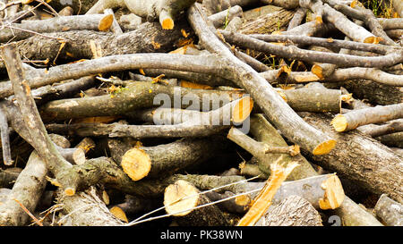 Legno impilati nella foresta per l'inverno Foto Stock