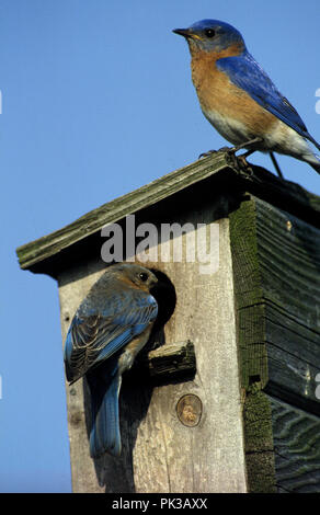 3bluebird081201 -- Bluebirds orientale a scatola di nidificazione. Foto Stock