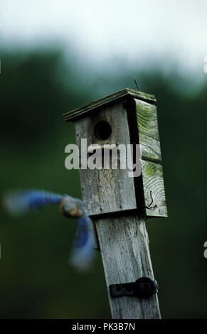 4bluebird081201 -- Bluebirds orientale a scatola di nidificazione. Foto Stock