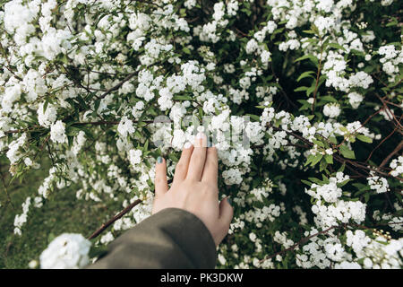 La ragazza non tocca la sua mano a un albero di fioritura. Rami con fiori bianchi in primavera. Foto Stock