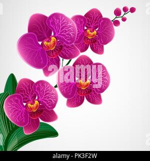 Floral background di design. Fiori di orchidea. Illustrazione Vettoriale