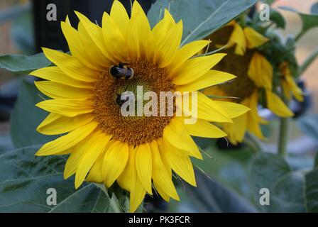 Due bombi occupato cercare nettare su Il Girasole Foto Stock