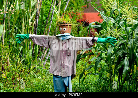 Carino lo spaventapasseri in cornfield Foto Stock