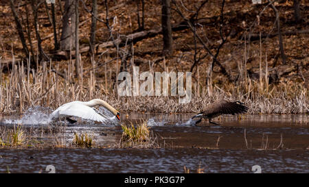 Cigno (Cygnus olor) (una specie invasive in America del Nord) a caccia di una specie native - Canada Goose (Branta canadensis) sopra la superficie di un lago. Foto Stock