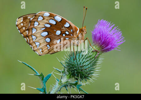 Grande Lamas Fritillary Butterfly (Speyeria cybele) su Bull Thistle (Cirsium vulgare), E STATI UNITI D'AMERICA, da saltare Moody/Dembinsky Foto Assoc Foto Stock