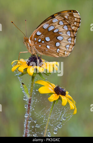 Grande Lamas Fritillary Butterfly (Speyeria cybele), black-eyed Susan (Rudbeckia hirta) & rugiadoso ragnatele, E STATI UNITI D'AMERICA, da saltare Moody/Dembinsky foto Foto Stock