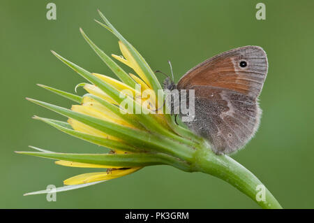 Anello comune Butterfly (Coenonympha tullia) alimentazione su comuni di capra al fiore di barba (Tragopogon pratensis), E STATI UNITI D'AMERICA, da saltare Moody/Dembinsky Foto Assoc Foto Stock