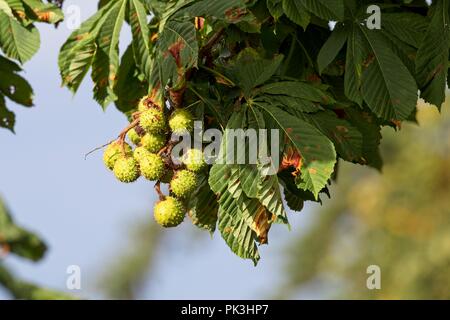 Conkers cresce su un cavallo di castagno, East Sussex, England, Regno Unito Foto Stock