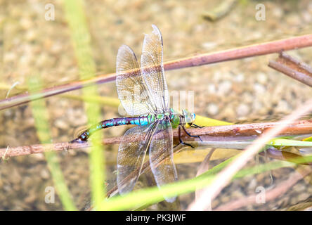 Dragon Fly sul muro di pietra Foto Stock