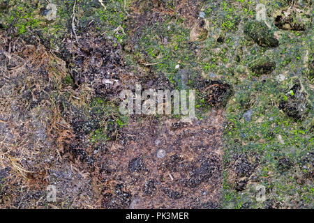 Colorato sfondo astratto di mossy tufo vulcanico rock Foto Stock