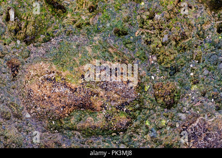 Colorato sfondo astratto di mossy tufo vulcanico rock Foto Stock